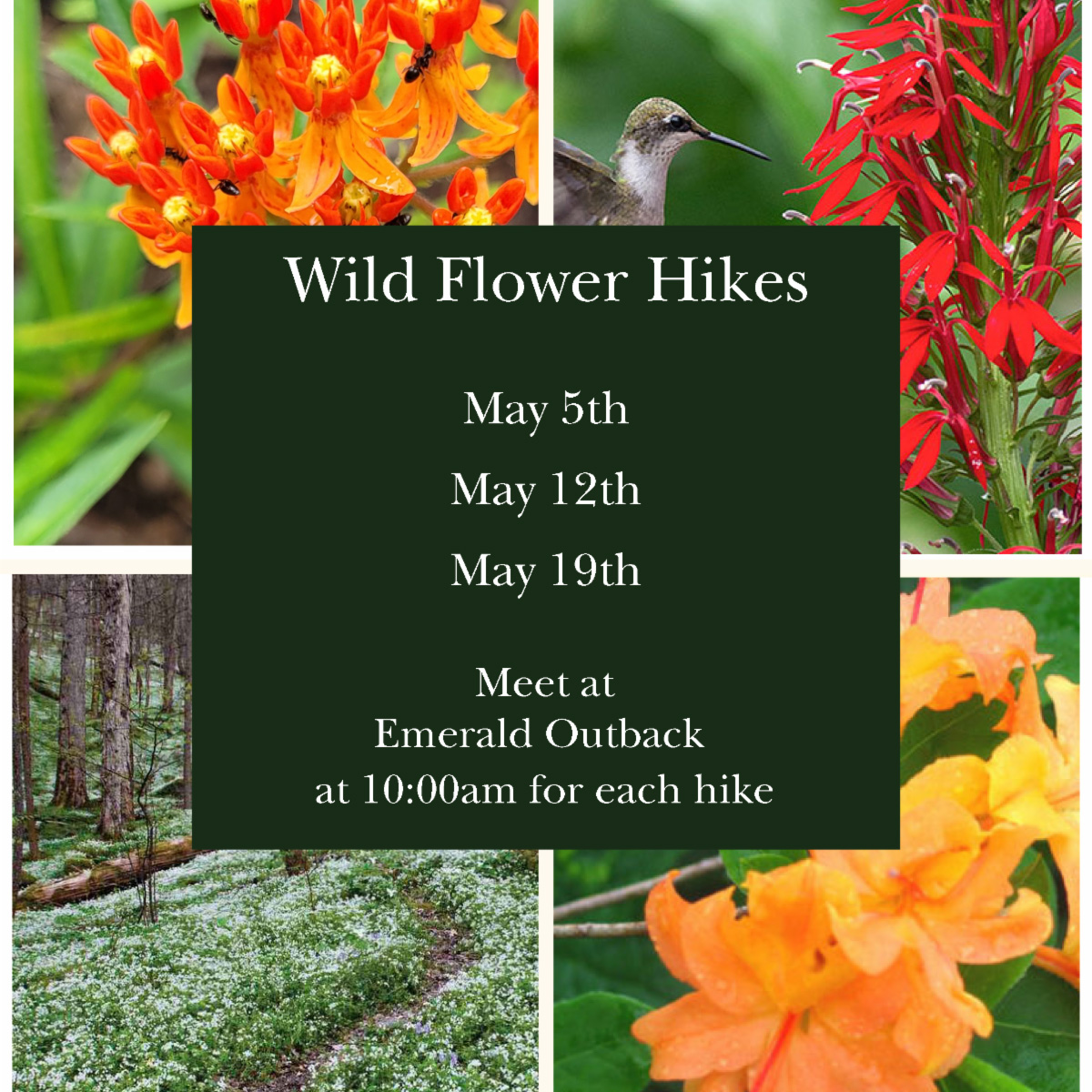 Beech Mtn Wildflower Hikes 2023.jpg